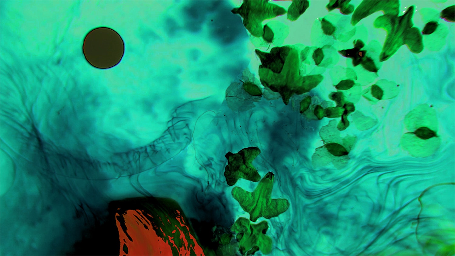 LORES seeds dancing Thru hole I blind O Thru hole oui see chodzko Still004