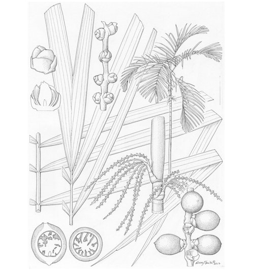 Lucy T Smith Hydriastele variabilis Palms of New Guinea