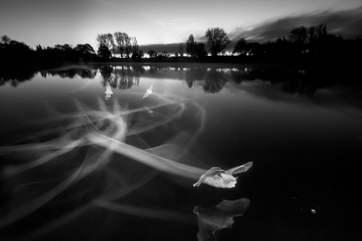 Paul colley bats